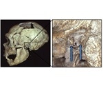 'Swimmer’s ear' found to be common among Neanderthals