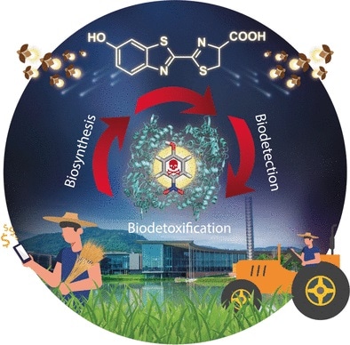 Bioinspired method detects and detoxifies harmful chemicals in single step