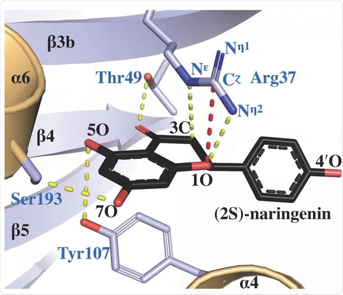 The protein X-ray crystal structure of chalcone isomerase, complexed with a product molecule called (2S)-naringenin, reveals how the active site arginine (labeled as Arg 37) facilitates catalysis of the correct isomer. Image Credit: Salk Institute/ACS Catalysis