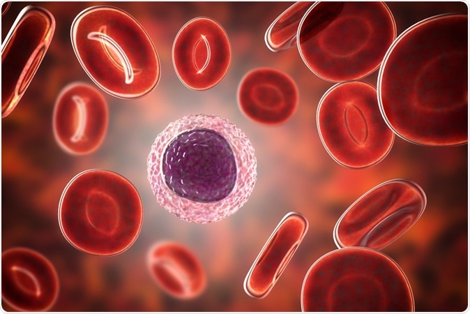 Lymphocyte surrounded by red blood cells, 3D illustration Image Credit: Kateryna Kon / Shutterstock