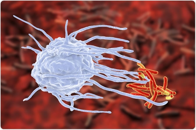 Macrophage engulfing tuberculosis bacteria Mycobacterium tuberculosis, 3D illustration Credit: Kateryna Kon / Shutterstock