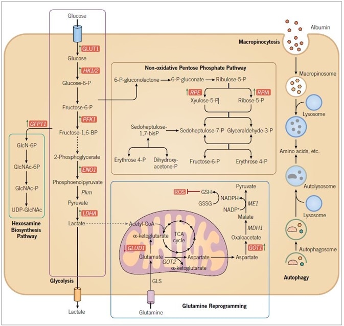 RAS-driven alterations in metabolism. RAS mutant cancer cells are characterized by increased macropinocytosis and uptake of albumin, leading to lysosomal degradation and release of amino acids. RAS mutant cancer cells also exhibit altered autophagy, leading to degradation of organelles and proteins, and production of amino acids and other components to support metabolism. Oncogenic KRAS directs glucose metabolism into biosynthetic pathways in PDAC by upregulating many key enzymes in glycolysis. Oncogenic KRAS induces nonoxidative PPP flux to fuel increased nucleic acid biosynthesis and activates the hexosamine biosynthesis and glycosylation pathways. PDAC cells also utilize a non-canonical pathway to process glutamine, through which it maintains redox balance and supports cell growth. Blue text indicates RAS-dependent gene and/or protein expression, with arrows indicating increased (green) or decreased (red) expression. Enzymes are indicated in italics. Abbreviations used are: GLUT1, glucose transporter 1; HK 1/2, hexokinase 1/2; PFK1, phosphofructokinase 1; ENO1, enolase 1; PKM, pyruvate kinase; LDHA, lactate dehydrogenase A; GFPT1, glucosamine-fructose-6-phosphate aminotransferase-1; GlcN, glucosamine; GlcNAc, N-acetylglucosamine; PPP, pentose phosphate pathway; RPE, ribulose-5-phosphate-3-epimerase; RPIA, ribulose-5-phosphate isomerase; GLUD1, glutamate dehydrogenase 1; GOT, aspartate transaminase; GLS, glutaminase; GSH, glutathione; GSSG, glutathione disulfide; ME1, malic enzyme; ROS, reactive oxygen species.