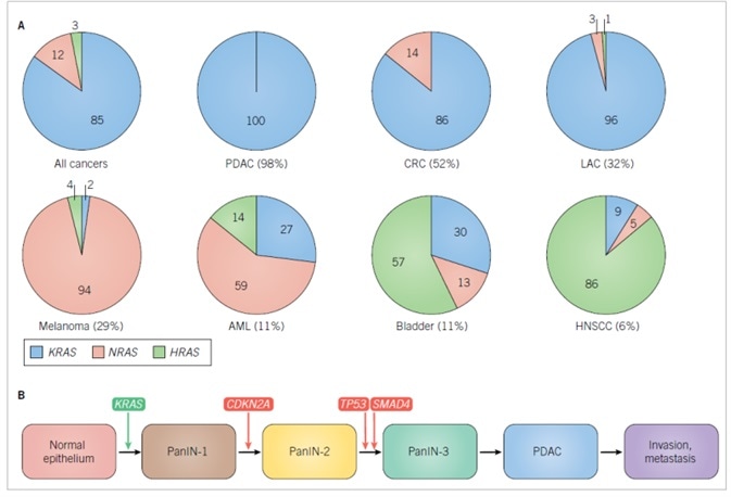 RAS isoform mutations in cancer