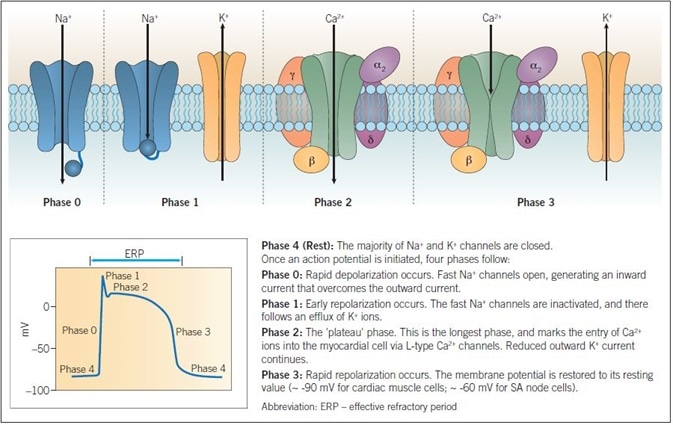 Action potentials in cardiac muscle cells