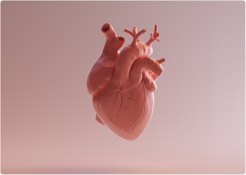 Human heart