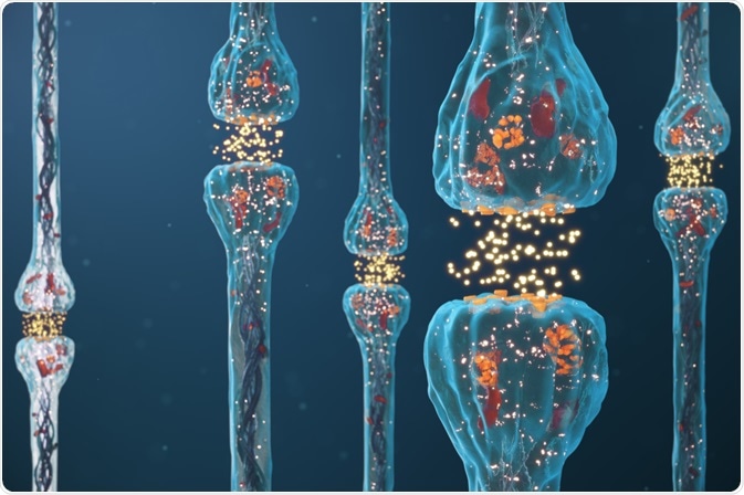Nerve cells showing chemical synapses