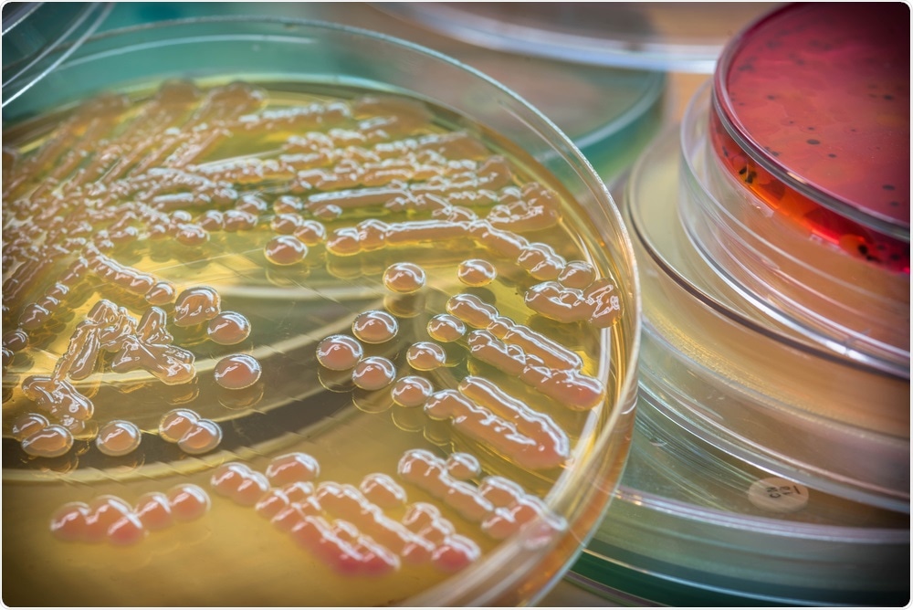 Klebsiella pneumoniae on MacConkey agar