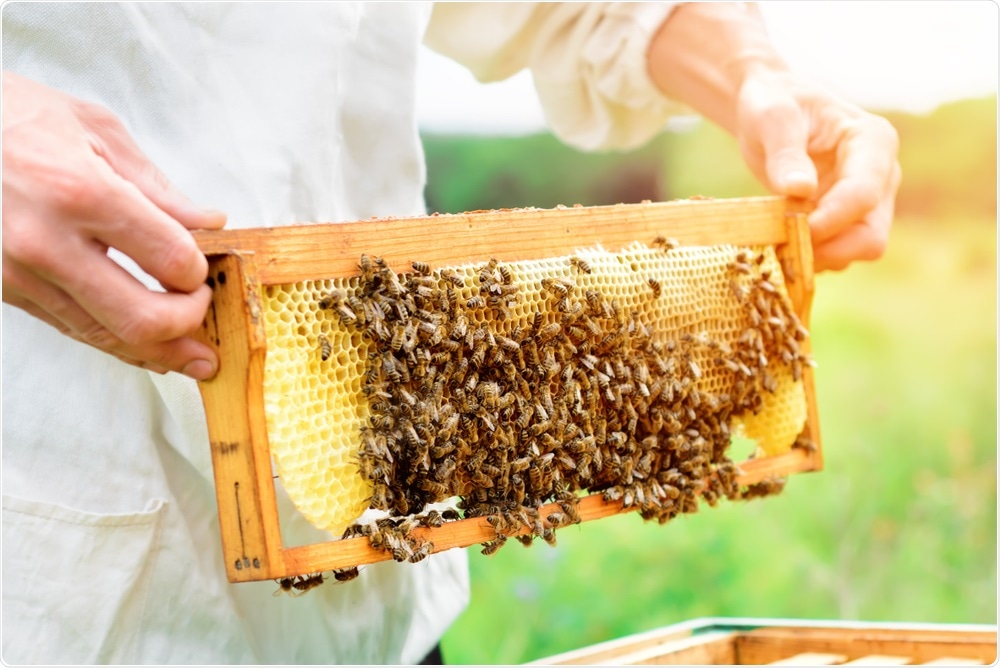 Beekeeper obtaining honey from hive