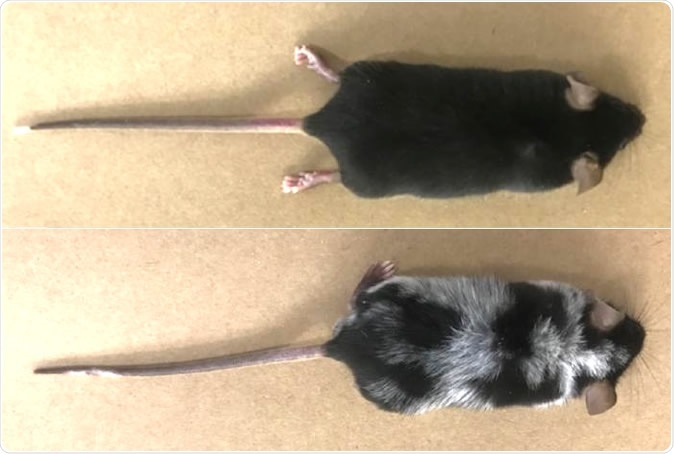 Image comparing mice submitted to pain-inducing experiment, which resulted in loss of pigmentation [bottom], to dark-colored mice in the control group. Image Credit: William A. Gonçalves