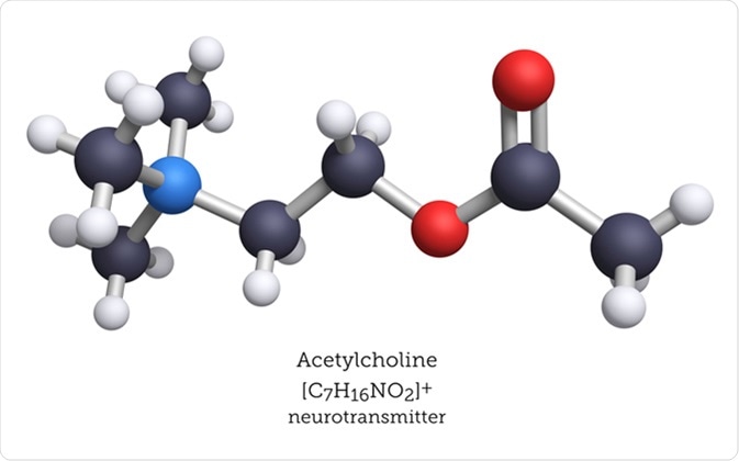 Acetylcholine is a neurotransmitter released by nerve cells to send signals to other types of cells. Primarily, acetylcholine is associated with motor neurons and the activation of muscle function. Image Credit: Molecular Arts / Shutterstock