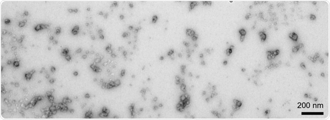 TEM of α-synucleindopamine-stabilized oligomers (SPR-466).