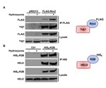The Role of Co-Chaperones Involved in Ribonucleotide Reductase (RNR) Activity