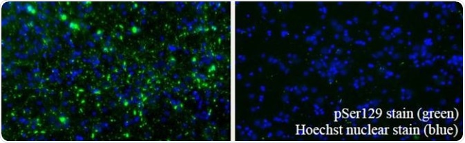 Left: Type 1 PFFs (SPR-322). Right: Type 2 PFFs (SPR-317).