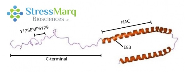 Dopamine Stabilization and Neurodegeneration with Alpha Synuclein Oligomers