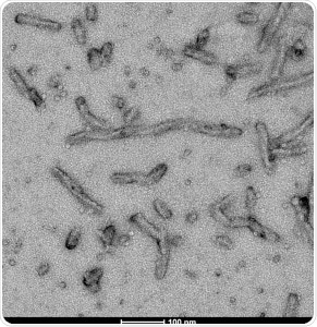 TEM of Human Recombinant Tau Protein Filaments (SPR-463)