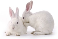 Polyclonal Antibody Production