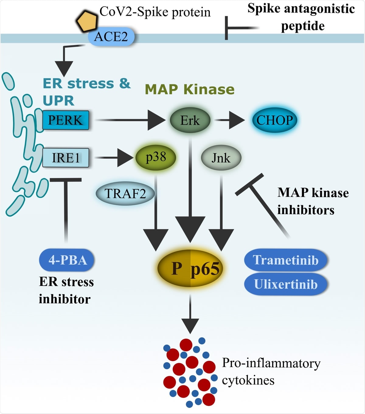 Schematics of CoV2-S1-mediated inflammation via ER-UPR and MAP kinase pathways. SARS-CoV-2 (CoV2) spike protein binds with ACE2 on the surface of human bronchial epithelial cells and rapidly facilitates the induction of ER stress and unfolded protein response (UPR). Activation of UPR (PERK and IRE1) promotes the activation of MAP kinases, and the two pathways synergistically drive the activation of NF-κB and production of pro-inflammatory cytokines. FDA-approved ER-UPR inhibitor 4-phenylburic acid (4- PBA) and MAP kinase inhibitors (trametinib and ulixertinib) suppressed CoV2-S1-induced ER stress and MAP kinase activities, resulting in reduced NF-κB-mediated expression of pro inflammatory cytokines.