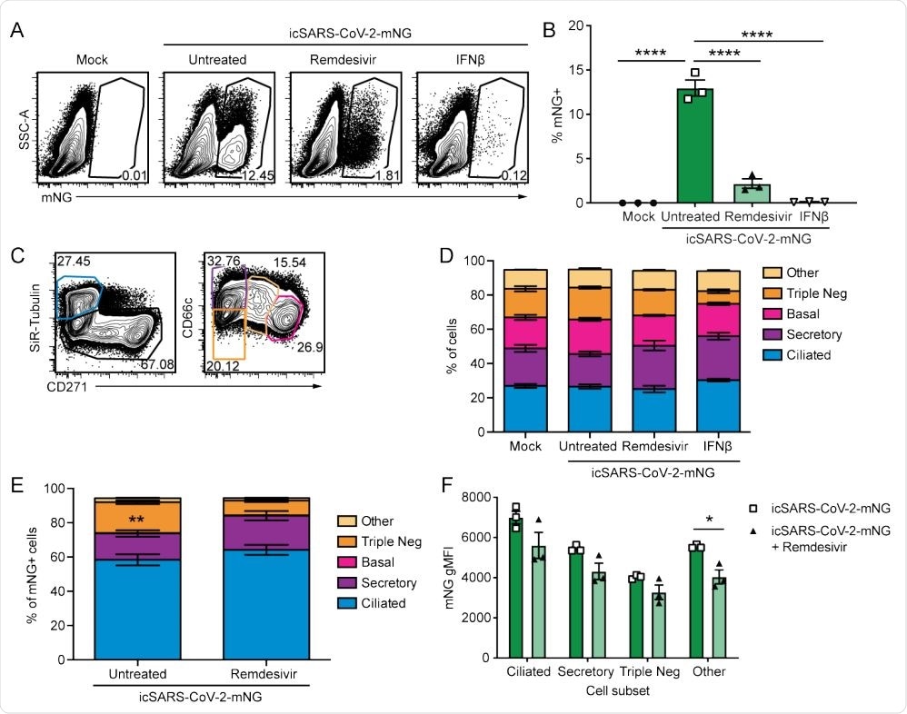 . SARS-CoV-2 infects multiple cell types and infection is controlled by remdesivir in primary nHTBE cells. nHTBE cells differentiated at air-liquid interface were untreated or treated with IFN-β or remdesivir prior to infection with icSARS-CoV-2-mNG at a MOI of 2.5. Cells were analyzed 48 hpi by flow cytometry. (A) Representative plots of live cells (B) Frequency of infected cells (mNG+ ). (C) Representative plots of cell subset gating. Ciliated (SiR-Tubulin+ CD271- ), secretory (SiR-Tubulin- CD271- CD66c+ ), basal (SiR-TubulinCD271+ CD66c- ), Triple negative (SiR-Tubulin- CD271- CD66c- ) and other cells (SiR-Tubulin- CD217int CD66cint) (D) Frequency of cell subsets from live cells. (E) Frequency of cell subsets of infected cells (mNG+ ). (F) mNG gMFI within each cell subset. The data (B, D-F) are 3 biological replicates per group +/-SEM, 1 of 2 independent experiments.