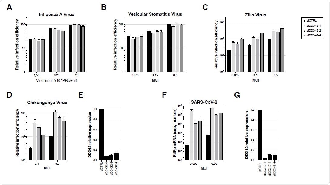 Endogenous DDX42 does not impact VSV or IAV infection, is a mild inhibitor of ZIKV infection and potently inhibits both CHIKV and SARS-CoV-2 replication. A. U87-MG cells were transfected with a nontargeting siRNA or siRNAs targeting DDX42 (siDDX42-1, -2 and -4) and, 72 h post-transfection, cells were infected with an influenza A reporter virus expressing Nanoluciferase. The Nanoluciferase signals were measured 16 h later. B. Control- and DDX42-depleted U87-MG cells were infected with a Firefly expressing VSV reporter at the indicated MOIs. The Firefly signals were measured 24 h later. C. Control- and DDX42-depleted U87-MG cells were infected with a Nanoluciferase-expressing ZIKV at the indicated MOIs. The Nanoluciferase signals were measured 24 h later. D. Control- and DDX42-depleted U87-MG cells were infected with a Gaussiaexpressing CHIKV at the indicated MOIs. The Gaussia signals were measured 24 h later. E. Quantification of DDX42 silencing efficiency in U87-MG cells by RT-qPCR. F. A549-ACE2 cells were transfected with a nontargeting siRNA or siRNAs targeting DDX42 (siDDX42-1, -2 and -4). 72 h post-transfection, cells were infected with SARS-CoV-2 virus at the indicated MOIs and lysed 2 days later, their RNA contents extracted and SARSCoV- 2 replication efficiency was measured by RT-qPCR, using RdRp primers and probe. G. Quantification of DDX42 silencing efficiency in A549-ACE2 cells by RT-qPCR. A-G Data represent the mean ± S.E.M. of three independent experiments.
