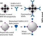 Rapid and sensitive detection of SARS-CoV-2 with functionalized magnetic nanoparticles