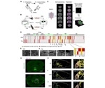 Mediating Palatability-Guided Food and Water Consumption with Hindbrain Double-Negative Feedback
