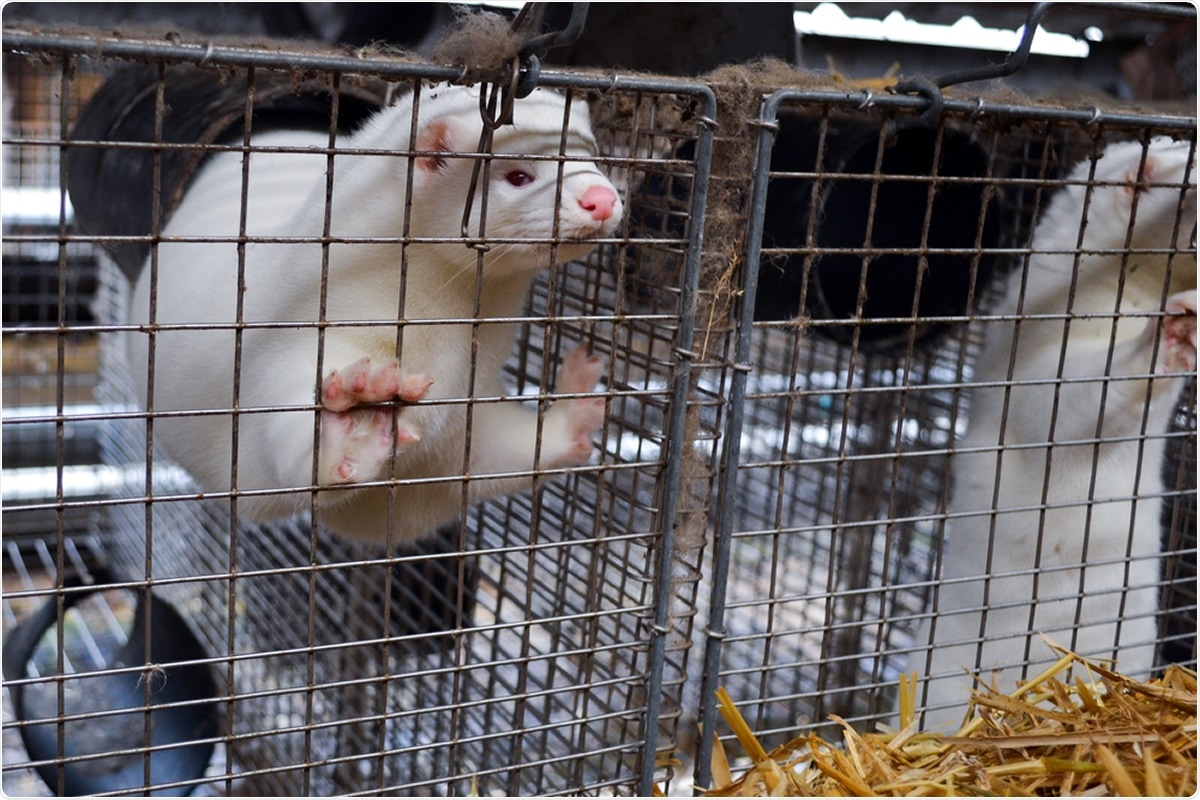 Study: Transmission of SARS-CoV-2 on mink farms between humans and mink and back to humans. Image Credit: Lynsey Grosfield / Shutterstock