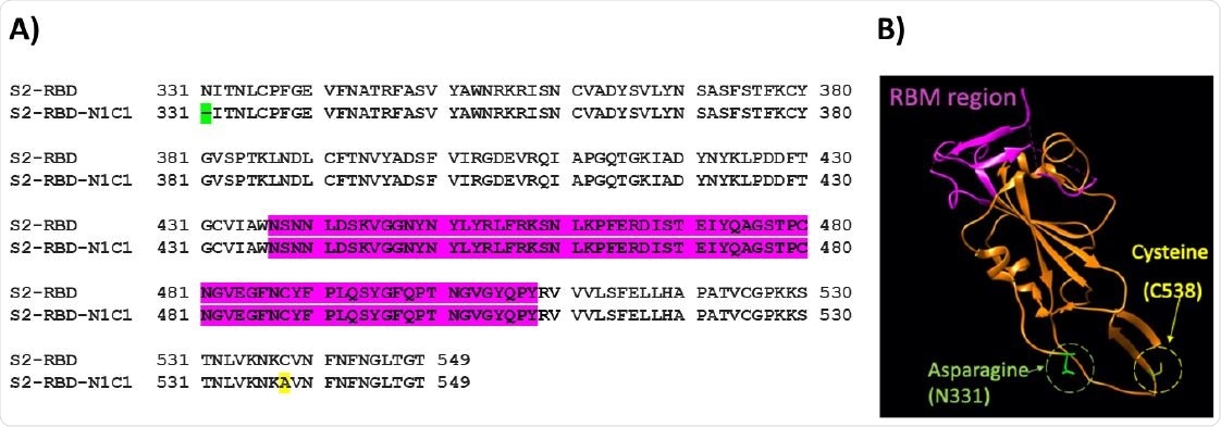 A) Amino acid sequence alignment between SARS-CoV-2 RBD219-WT (S2-RBD) and RBD219-N1C1 (S2-RBD-N1C1). In the N1C1-mutant, the N-terminal glutamine residue (N331, green) is removed and a C538A mutation (yellow) was introduced. Neither mutation is inside the receptor-binding motif (RBM, purple). B) The structure model of RBD219-WT was extracted from the crystal structure of the SARS-CoV-2 spike protein (PDB ID 6VXX). The RBM (N436-Y508) is again shown in purple while the deleted asparagine (N331) and mutated cysteine (C538, mutated to alanine) in RBD219-N1C1 are highlighted in green and yellow, respectively