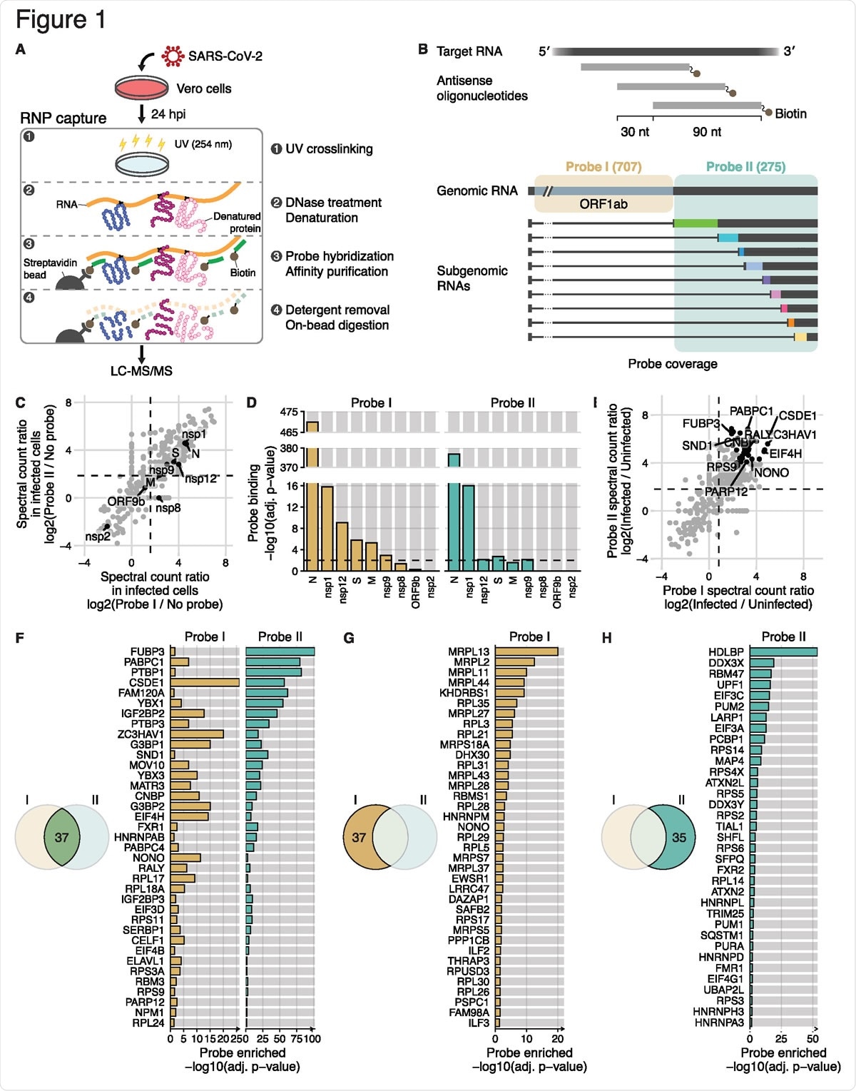 Comprehensive identification host and viral proteins that directly interact with the SARS-CoV-2 RNAs (A) Schematic of the modified RAP-MS protocol in SARS-CoV-2-infected Vero cells. (B) Schematic of two separate pools of 90-nt antisense oligonucleotides and their SARS-CoV-2 RNA coverage. The first probe set “Probe I” consists of 707 oligonucleotides that cover the unique region of gRNA, and the second probe set “Probe II” consists of 275 oligonucleotides that cover the common region of gRNA and sgRNAs. (C) Spectral count ratio of Probe I (x-axis) and Probe II (y-axis) experiments over no-probe control in SARS-CoV-2-infected Vero cells (n = 3 technical replicates). Host proteins are marked by grey circles, and viral proteins (n = 9) are marked and labelled in black. The mean spectral count ratio of Probe I and of Probe II experiments are marked by vertical and horizontal dashed lines, respectively. (D) Statistical analysis of the quantity of viral proteins over no-probe control (i.e. probe binding). Adjusted p-values (adj. P-value) of Probe I experiments and of Probe II experiments are shown in yellow and green, respectively. Threshold for statistical significance (adj. p-value < 0.01) is indicated by horizontal dashed lines. (E) Spectral count ratio of Probe I (x-axis) and Probe II (y-axis) experiments in SARS-CoV-2- infected Vero cells compared to RNP captureexperiments in uninfected cells (n = 3 technical replicates). Statistically significant host proteins (n = 37, adj. P-value < 0.05) in both Probe I and Probe II experiments are marked by black circles. Of those, representative host proteins are labelled. The mean spectral count ratio of Probe I and of Probe II experiments are marked by vertical and horizontal dashed lines, respectively. (F) Statistical analysis of host proteins enriched in both Probe I and Probe II experiment (i.e. probe enriched). Adjusted p-values (adj. P-value) of Probe I experiments and of Probe II experiments are shown in yellow and green, respectively.