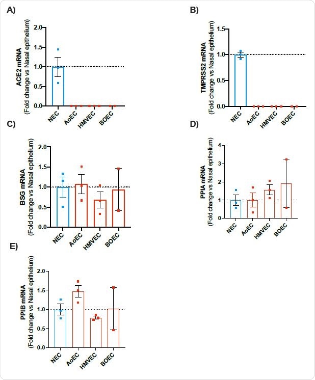 mRNA expression of ACE2, TMPRSS2, BSG, PPIA and PPIB in human nasal epithelial cells (NEC) and endothelial cells (aortic, microvascular and blood outgrowth). Expression levels for the genes ACE2, TMPRSS2, BSG, PPIA and PPIB were obtained from aortic (AoEC), microvascular (HMVEC) and blood outgrowth (BOEC) endothelial cells and nasal epithelial cells (NEC). Data for each donor were normalised using the average of the housekeepers (18S and Gapdh) and analysed using a comparative Ct method (2DDCt). Data are shown as the mean +/- SEM fold change compared to nasal epithelium (n=3 wells using cells from 2 donors) for AoEC (n=3 wells using cells of 3 separate donors), HMVEC ((n=3 wells using cells of 3 separate donors and BOECs (n=2 wells using cells of 2 separate donors).