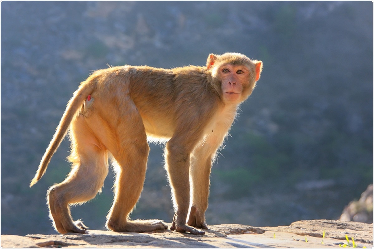 Study: Comparison of SARS-CoV-2 infection in two non-human primate species: rhesus and cynomolgus macaques. Image Credit: Don Mammoser / Shutterstock