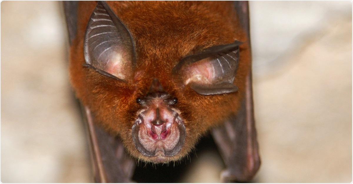 A virus related to SARS-CoV-2 has been found in a horseshoe captured in Cambodia in 2010. Image Credit: Hugh Lansdown / Shutterstock