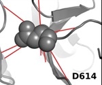 D614G mutation enhances stability of SARS-CoV-2 spike protein