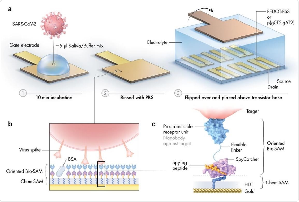 Schematic illustration of the nanobody-functionalized OECT sensor. a) Operation: The gate electrode is exposed to a mix of sample (such as saliva) and binding buffer (1), rinsed with PBS (2), and mounted on top of the OECT channel for signal acquisition (3). b) Gate functionalization layers. Chemical and biological monolayers (Chem-SAM and Bio-SAM) are self-assembled on the gate electrode surface. c) Molecular architecture. A synthetic SpyTag peptide is chemically coupled to the 1,6-hexanedithiol (HDT) monolayer to form a Chem-SAM. The nanobody-SpyCatcher fusion protein then attaches itself to this chemical layer through the autocatalytic formation of a covalent SpyCatcher-SpyTag bond, forming the Bio-SAM. The nanobody domain defines sensor specificity and is interchangeable. Bovine serum albumin (BSA) is physisorbed on the sensor surface during the final step of functionalization to prevent nonspecific binding.