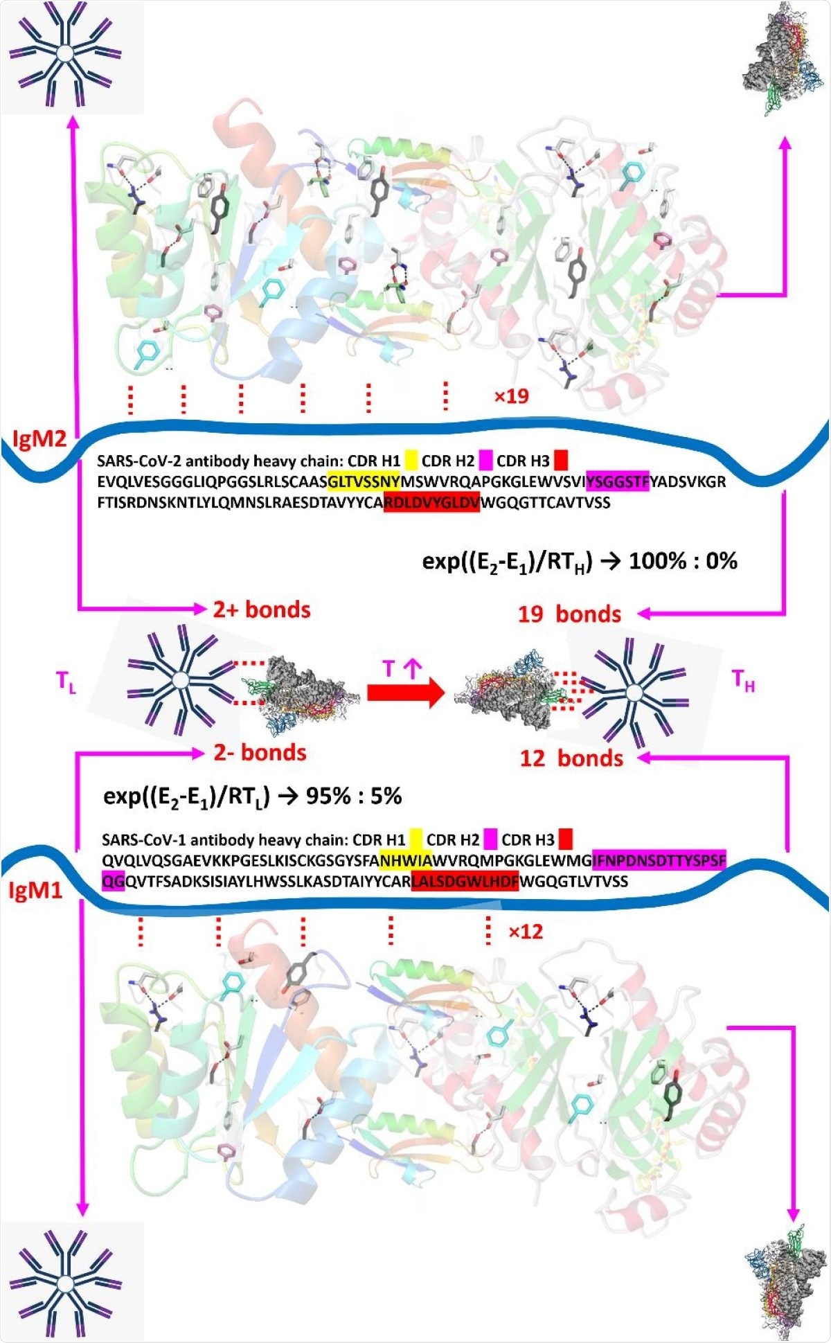 Comparison of antibody 2 and antibody 1 amino acid sequence with respect to the binding difference to the S protein. The IgM were depicted by the blue ribbon in the middle, and the S proteins represented by the screw ribbons in the top and bottom, where some of representative epitope residues in the S protein were labelled. The sequence of the antibodies were obtained from the literature [32,33]. Both antibodies form only 2+ hydrogen bonds at room temperature due to the folding of protein structure, while such number would increase to 19 and 12, respectively, at human body temperature. As can be calculated by the Arrhenius equation, around 5% of the S protein would bind with antibody 1 at room temperature, resulting in unavoidable testing inaccuracy which could only be eliminated at body temperature.