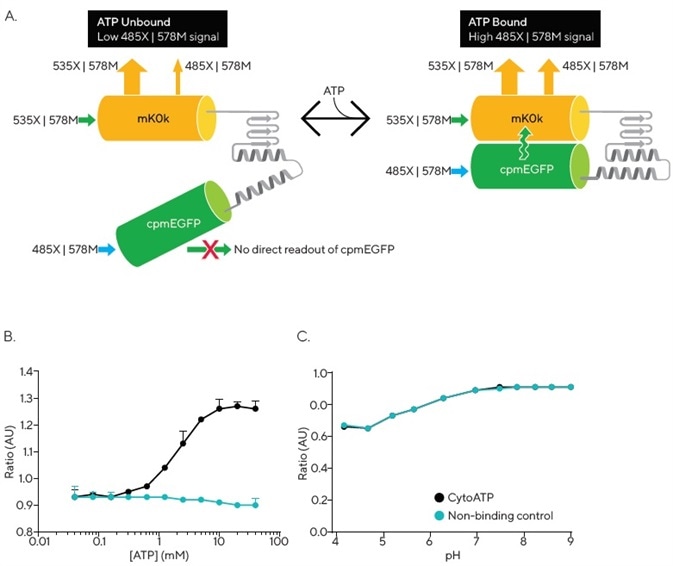 Incucyte® CytoATP and Non-binding Control Lentivirus Reagents. The schematic depicts a conformational change that occurs upon ATP binding, resulting in FRET that can be detected by the Incucyte® SX5 Metabolism Optical Module. Images are acquired using a dual excitation, fixed emission paradigm. The ratio of fluorescence intensity of those images (485X | 578M) / (535X | 578M) is used to evaluate dynamic population changes in ATP (A). In vitro measure­ments of purified proteins at 37° C demonstrate ATP dependence of CytoATP and ATP independence of Non-binding Control fluorescence readouts (B). Both indicators show stable ratios near physiological pH and track together across lower pH values (C).
