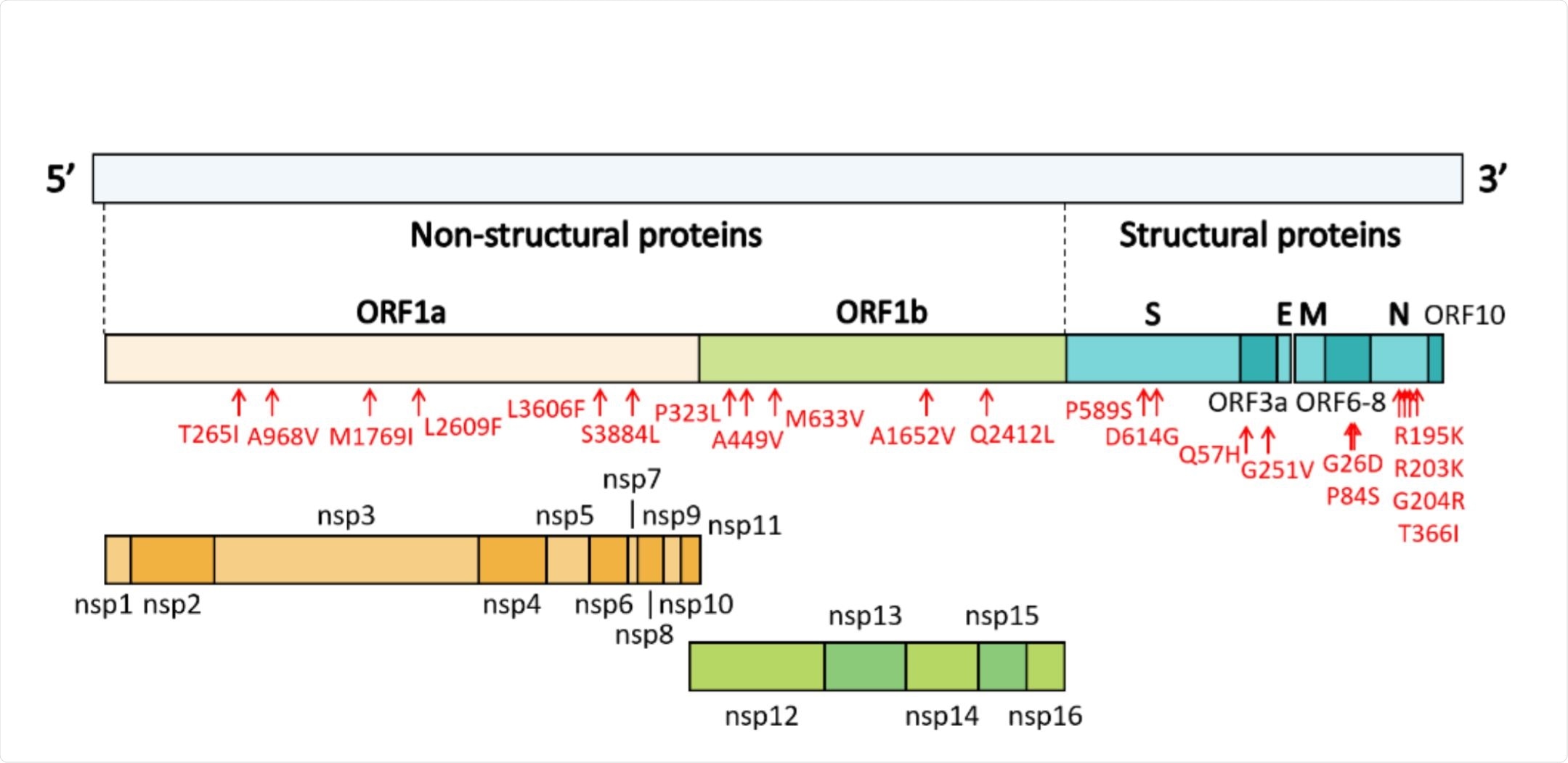 Genome organization of SARS-CoV-2