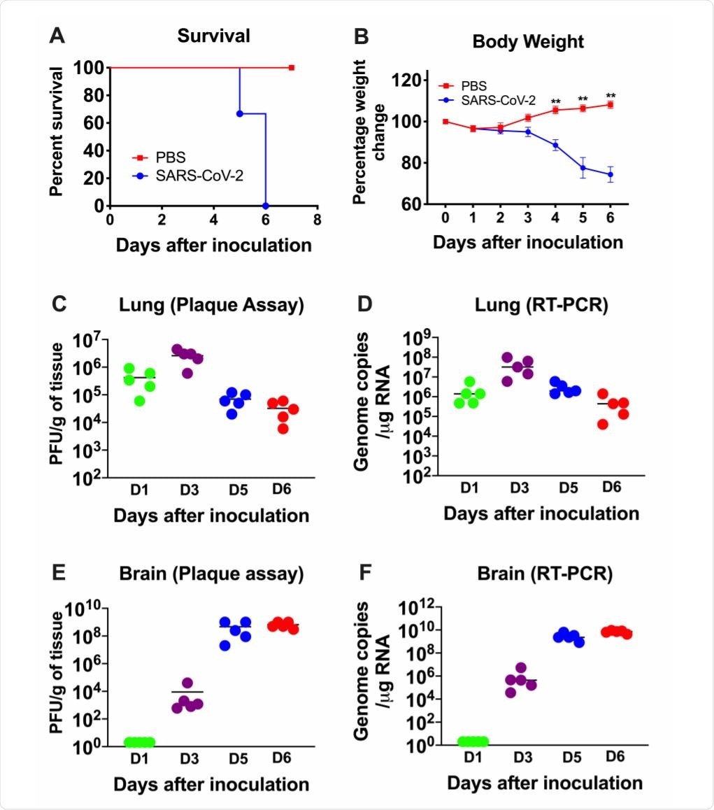 Analysis of survival, body weight and virus titers in K18-hACE2 mice following SARSCoV-2 infection