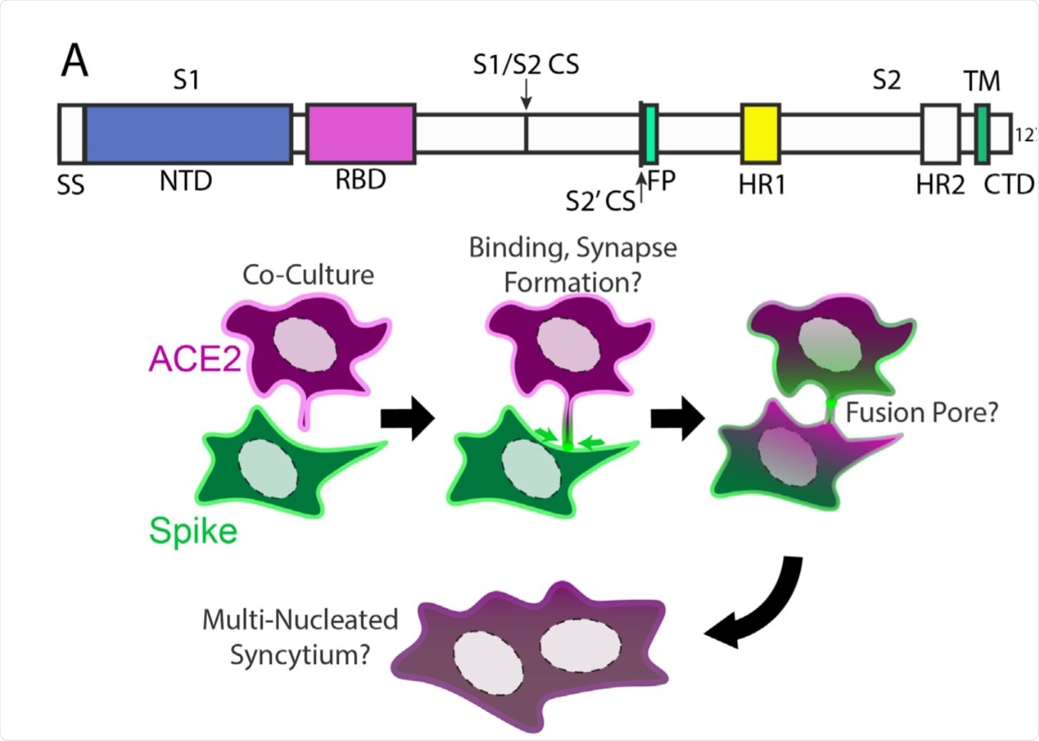 Syncytia derive from fusion events at synapse-like, spike-ACE2 protein clusters