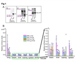 SARS-CoV-2 spike protein mediates acute lung pathology in mice