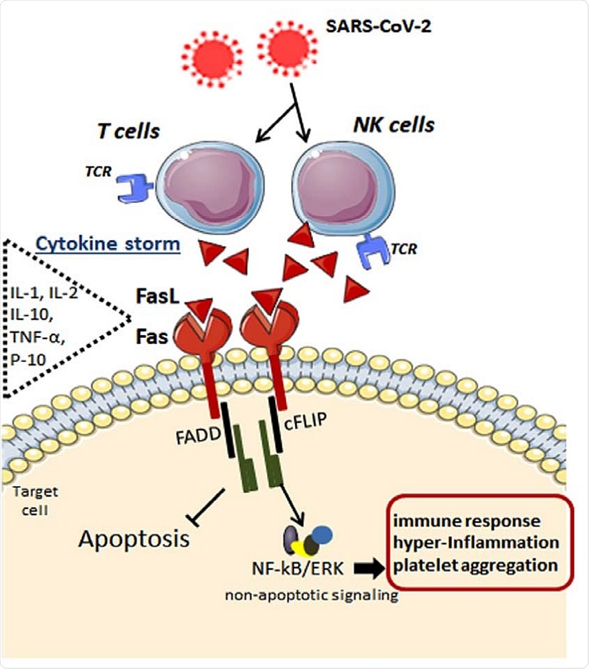 Possible mechanisms underlying the Fas-FasL-mediated signaling in the immune cells after SARS-CoV-2 infection. By infecting specific immune cells, the cytokine storm takes place with elevation in interleukins and chemokines such as IL-1, IL-2, IL-10, IFNs, TNF-α, IP-10, like others. In addition to inflammatory mediators, FasL ligand is highly released by these immune cells, which, in turn, bind to its Fas receptor in the target cell. Upon FasL binding, the apoptosis inhibitor cFLIP is upregulated at the post-translational level and is associated with TRAF1 and TRAF2 and with the kinases RIP and Raf-1, resulting in activation of NF-kB transcription factor and ERK signaling. These anti-apoptotic signals lead to potentiated pro-inflammatory effects via Fas engagement, while FasL increases activated human T cells’ proliferation. Fas, death receptor; FasL, Fas ligand (tumor necrosis factor ligand superfamily member 6); NK, natural killer; T, type of lymphocyte; TCR, T-cell receptor; IL-1, interleukin1; IL-2, interleukin2; IL-10, interleukin 10; TNF-α, tumor necrosis factor alpha; IP-10, interferon gamma-induced protein 10; FADD, FAS-associated protein with death domain; cFLIP, FADD-like IL-1β-converting enzyme-inhibitory protein; NF-kB, nuclear factor kappa B; ERK, extracellular signal-regulated kinase.