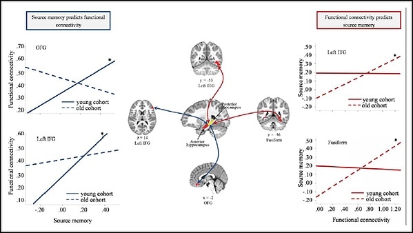Study shows how brain function and memory abilities shape each other in children Study shows how brain function and memory abilities shape each other in children