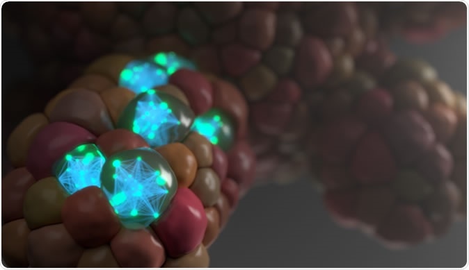 Intestinal organoid showing signalling networks within the cells