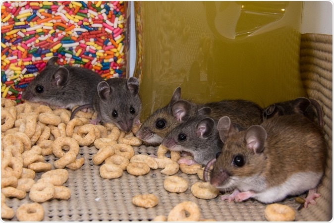 Image Credit: Landshark1 / Shutterstock