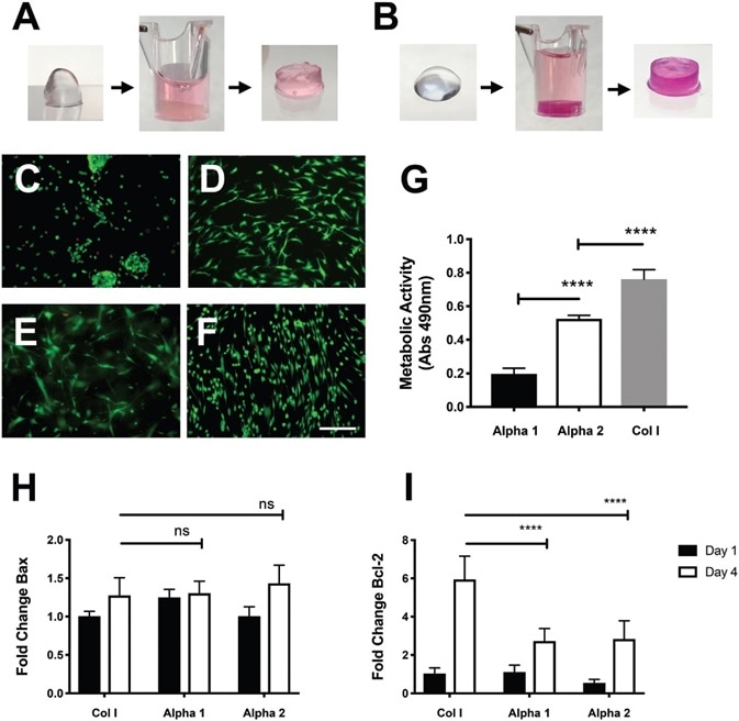 Viability of hdASCs on novel self-assembling peptide hydrogels. A) Alpha 1 and B) Alpha 2 hydrogels prior and after media conditioning. The change of pH causes the hydrogels to set within the cell culture insert, phenol red dye penetrates into the gel causing pink coloration. LIVE/ DEAD staining shows high viability (green cells) of hdASCs on C) Alpha 1 and D) Alpha 2, with negligible numbers of dead cells (red staining). hdASC morphology on Alpha 2 (D) was spindle-shaped, similar to Col I E) and tissue culture plastic controls F); whereas cell morphology on Alpha 1 hydrogels (C) was more rounded, although there was no increase in cytotoxicity, as shown by similar amounts of red-stained dead cells. G) Viability assay performed after 4 d in vitro showed a significantly higher viability of hdASCs on Alpha 2 hydrogels compared to Alpha 1 (****P ∠0.0001, n =3). Viability on control Col I gels was significantly higher when compared to both Alpha 1 and Alpha 2 hydrogels after 4 d of culture (****P ∠0.0001, n =3). H) There was no difference in the expression levels of the proapoptotic gene Bax across all  substrates following 4 d of hdASC culture (ns). I) Expression levels of the antiapoptotic gene Bcl-2 were significantly lower on Alpha 1 and Alpha 2 hydrogels after 4 d of culture, compared to Col I substrates (****P ∠0.0001). Scale bars 100 μm.