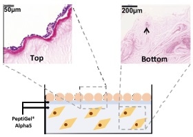 3D Bioprinting Peptigels to Increase Cell Viability