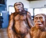 Ancient primate microbiomes may yield more information about human development