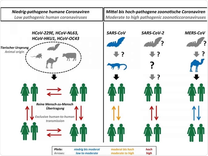 Origin and transmission of pathogenic coronaviruses. Image Credit: Markus Hoffmann