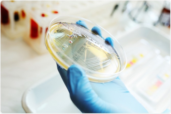 Image Credits: Evgeniy Kalinovskiy / Shutterstock.com