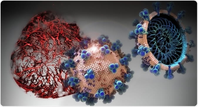 In cell cultures analyzed in the current study, hrsACE2 inhibited the coronavirus load by a factor of 1,000-5,000. Credit: IMBA/Tibor Kulcsar