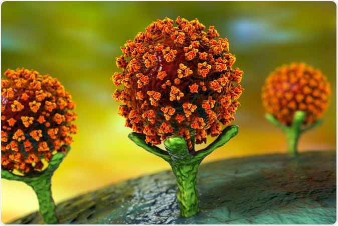 SARS-CoV-2 viruses binding to ACE-2 receptors on a human cell, the initial stage of COVID-19 infection, conceptual 3D illustration credit: Kateryna Kon / Shutterstock